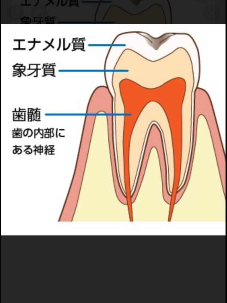 歯の